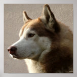 Alaskan Malamute Dog Photograph Print