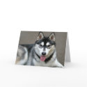 Alaskan Malamute Dogs cards