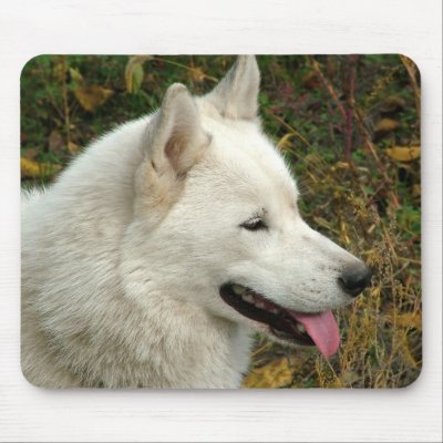 Alaskan Malamute Dogs Mouse Mat by ironydesignphotos