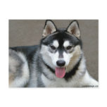 Alaskan Malamute Dogs postcards