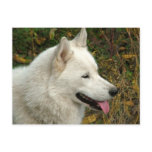 Alaskan Malamute Dogs postcards