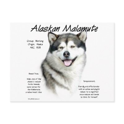 Alaskan Malamute History Design by GreyWolfCreation