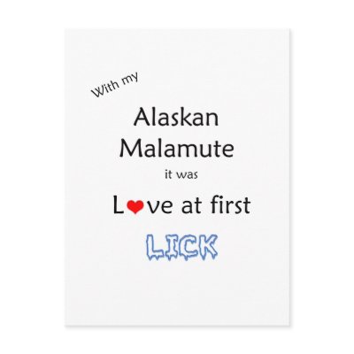 Alaskan Malamute Lick Design Post Cards by GreyWolfCreation