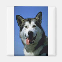 Alaskan Malamute Magnets