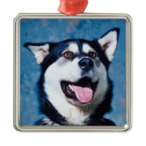 Alaskan Malamute Ornament