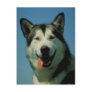 Alaskan Malamute Postcard