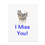 Alaskan Malamute Post Card