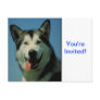Alaskan Malamute Postcard