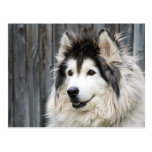 Alaskan Malamute Postcard