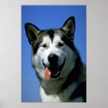 Alaskan Malamute Print