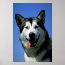 Alaskan Malamute Print