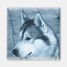 Alaskan Malamute Square Magnet