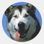 Alaskan Malamute Sticker