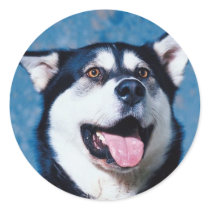 Alaskan Malamute Stickers