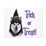 Alaskan Malamute Trick