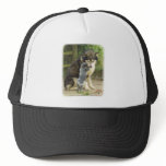 Alaskan Malamute with Cattle Dog pup Hat