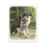 Alaskan Malamute with Cattle Dog pup Post Card