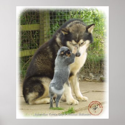 Alaskan Malamute with Cattle Dog pup Print by TraffordPhotos