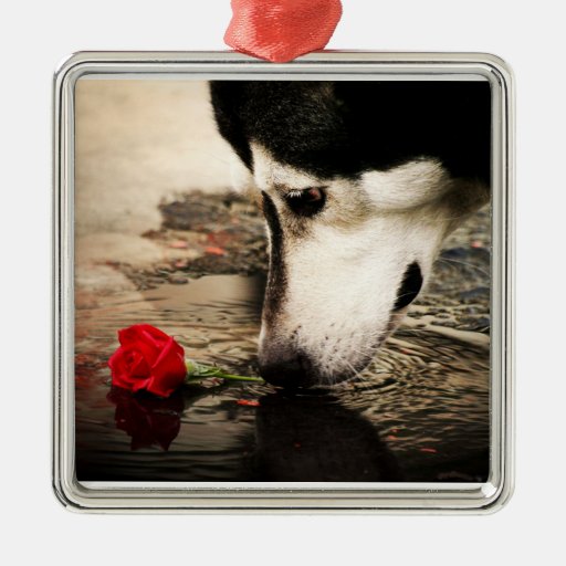 Alaskan Malamute with Red Rose Premium Ornament