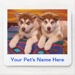 Alaskan Malamutes