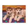 Alaskan Malamutes