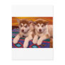 Alaskan Malamutes