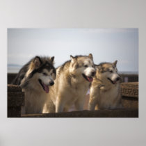 Alaskan Malamutes