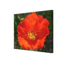 Alaskan Red Poppy Canvas Print