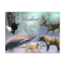 Alaskan Wildlife Post Cards