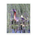 Alaskan Wildlife Postcards