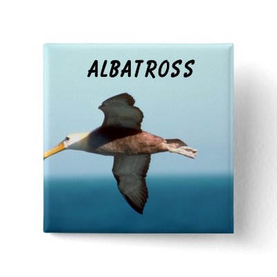 Albatross Flying by junglewalkcom