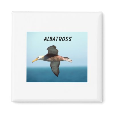 Albatross Flying by junglewalkcom