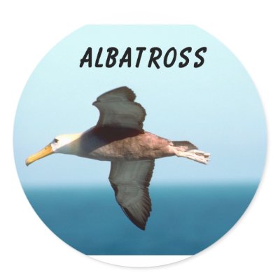 Albatross Flying by junglewalkcom