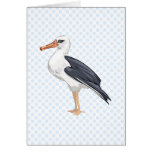 Alberto Albatross Greeting Cards