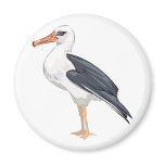 Alberto Albatross magnets