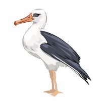 Alberto Albatross Acrylic Cut Out