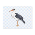 Alberto Albatross postcards