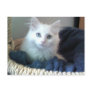 Albi sweetheart kitty postcard