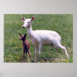 Albino Antelope and Baby posters