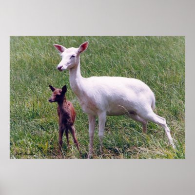 Albino Antelope and Baby by naturegirl7