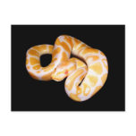 Albino Ball Python Postcard