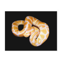 Albino Ball Python Postcard