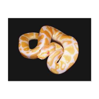 Albino Ball Python Postcard by freya18801