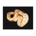 Albino Ball Python postcards