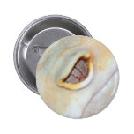 Albino Leopard Gecko Close Up Pinback Button