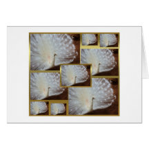 Albino peacock bird pretty proud white feathered card