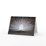 Albino Peacock cards