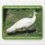 Albino Peacock, Castello di Querceto, Italy Mousepad