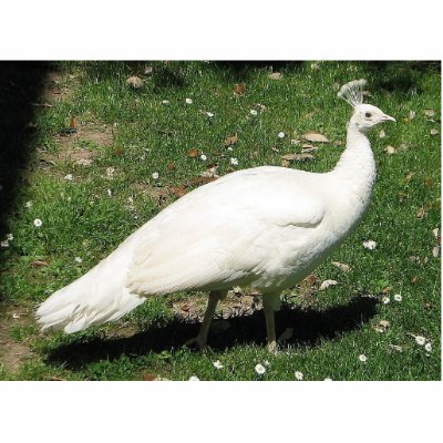 Albino Peacock, Castello di Querceto, Italy Photo Cut Outs by lshickzazzle
