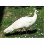Albino Peacock, Castello di Querceto, Italy photo sculptures